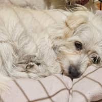 Photo of Searchlight