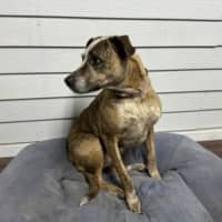 Photo of Stella   Assisted Rehome 💫