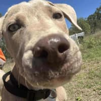 Photo of Brutus