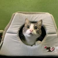 Photo of Pixie