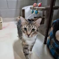 Photo of Dahlia