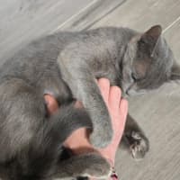 Photo of Misty