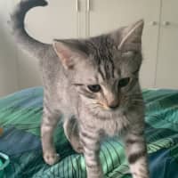 Photo of Mochi