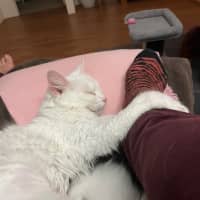Photo of Elsa