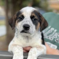 Photo of Curly Wurly 