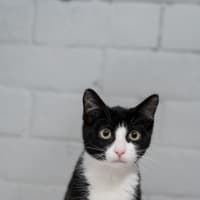 Photo of Ronnie