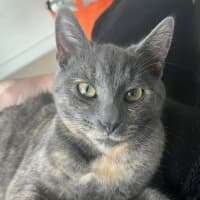 Photo of Moxie