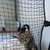 Photo of Tommy (Green Goblin)