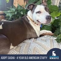 Photo of Sasha   4 Year Old American Staffy