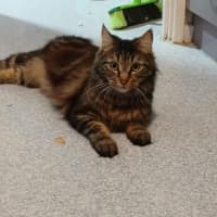 Photo of Tweedledee * 9 Lives Project Rescue