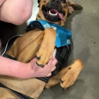 Photo of Rosie   2 Year Old Mixed Breed