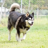 Photo of Cardie