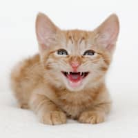 Photo of Rupert