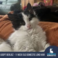 Photo of Berlioz   11 Week Old Domestic Long Hair