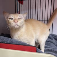 Photo of Goose