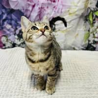 Photo of Priscilla   Located In Ashburton