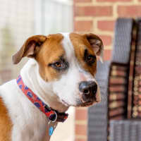 Photo of Rusty