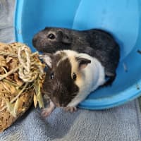 Photo of Penny