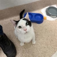 Photo of Popeye