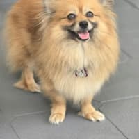 Photo of Coco