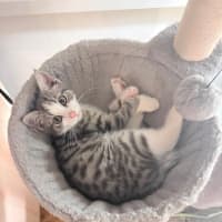Photo of Biscuit