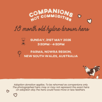 Photo of Adoption Day  Rescue Hens  Nowra, Nsw