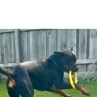 Photo of Duke
