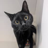 Photo of Willow 