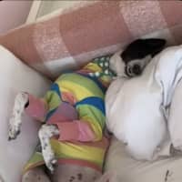 Photo of Zoe, The Greyhound