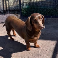 Photo of Ruby