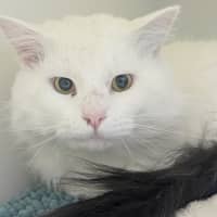 Photo of 🌲 Birch 6413 🌲