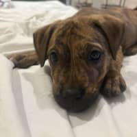 Photo of Poppy   9 Week Old Ridgeback X