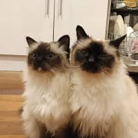 Photo of Basil And Chives 