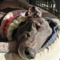 Photo of Dixie, The Greyhound