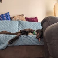 Photo of Angie, The Greyhound
