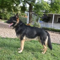Photo of Kovu