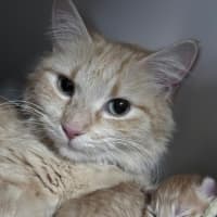 Photo of Kaiya *9 Lives Project Rescue*