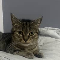 Photo of Opal 