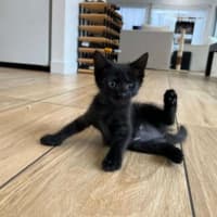 Photo of Skye