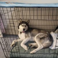 Photo of Chief