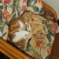 Photo of Tobasco & Tisco 