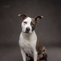 Photo of Sasha   4 Year Old American Staffy