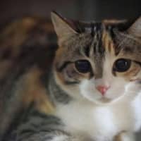 Photo of Boots