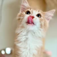 Photo of Apollo   In Foster Care In Lower Plenty