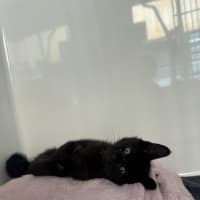 Photo of Bat Bat   In Foster Care In Ashburton