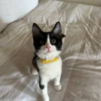 Photo of Pickle