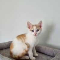 Photo of Winnie The Poo Crew