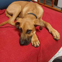 Photo of Pumpkin