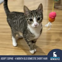 Photo of Sophie   4 Month Old Domestic Short Hair