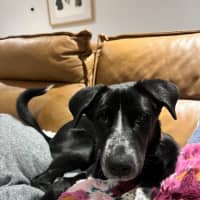 Photo of Teddy